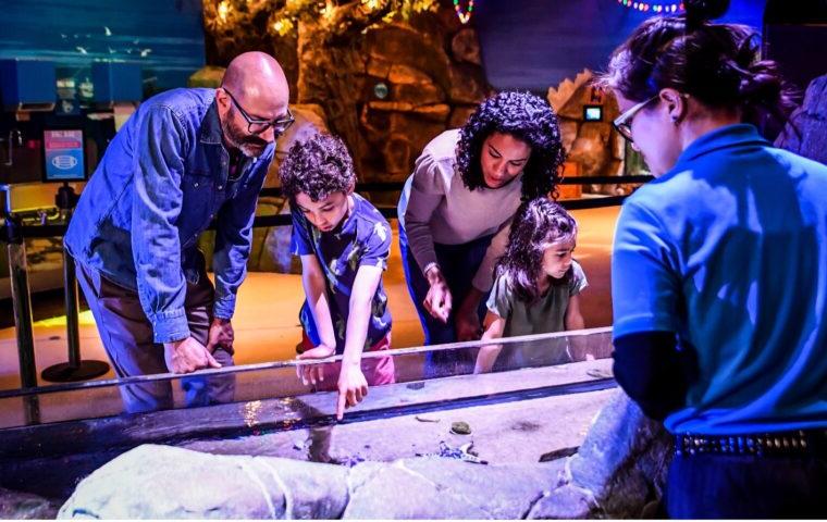 family looks at sea life in aquarium